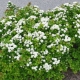 Spirea brzozowa: opis, sadzenie i pielęgnacja