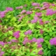 Spirea Bumald: opis, sadzenie i pielęgnacja