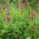 Spirea Douglas: opis, sadzenie, pielęgnacja i rozmnażanie