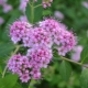 Spirea Frobeli: opis, sadzenie, pielęgnacja i rozmnażanie