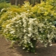 Spirea Gold fontaine: opis, sadzenie, pielęgnacja i reprodukcja