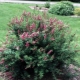 Willow spirea: opis, odmiany i technologia rolnicza