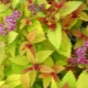 Spirea Magic Carpet: cechy, zalecenia dotyczące uprawy i reprodukcji
