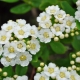 Spirea nipponskaya: opis, odmiany, sadzenie i pielęgnacja