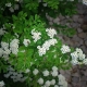 Spirea Nippon Snowmound: opis, sadzenie i pielęgnacja