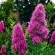Spirea: opis, rodzaje i odmiany, technika rolnicza