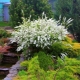 Spirea grey: opis, odmiany, technika rolnicza