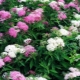 Spirea Shiroban: opis, sadzenie i pielęgnacja