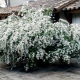 Spirea Wangutta: opis, odmiany, sadzenie i pielęgnacja
