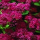 Spirea Japanese Anthony Vaterer: opis, sadzenie i pielęgnacja