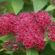 Spirea Japanese Darts ed: opis, sadzenie i pielęgnacja