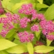 Spirea Japanese Golden Princess: opis, sadzenie i pielęgnacja