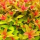 Spirea Japanese Goldflame: opis, sadzenie i pielęgnacja