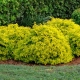 Spirea Japanese Goldmound: opis, zasady sadzenia i pielęgnacji