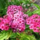 Spirea Japanese Crispa: opis, sadzenie i pielęgnacja