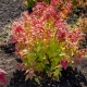 Spirea Japanese Macrophylla: opis, sadzenie i pielęgnacja