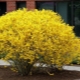 Metody hodowlane forsycji