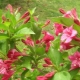 Weigela Bristol Ruby: opis, sadzenie i pielęgnacja