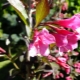 Weigela Nana purpurea: opis, uprawa i rozmnażanie