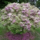 Weigela Nana variegata: opis, uprawa i rozmnażanie