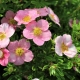 Rodzaje i odmiany Potentilla
