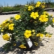 Żółta Potentilla: odmiany, sadzenie i pielęgnacja