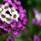 Alyssum marine: opis i uprawa