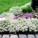 Dywan Alyssum Snow: opis, sadzenie i pielęgnacja