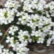 Arabis Caucasian: opis i odmiany, sadzenie i pielęgnacja