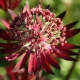 Astrantia duża: opis, lądowanie i opieka