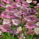Astrantia: opis i odmiany, sadzenie i pielęgnacja