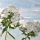 Białe odmiany floksu