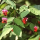 Warty euonymus: opis, sadzenie i pielęgnacja
