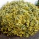 Euonymus Fortune Emerald Gold: opis, sadzenie i pielęgnacja