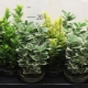 Euonymus wewnętrzny: odmiany, sadzenie i pielęgnacja