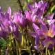 Jesień Colchicum: opis, odmiany, sadzenie i pielęgnacja