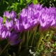 Colchicum wspaniały: opis i uprawa