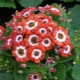 Cineraria: gatunki, metody hodowli i zasady uprawy