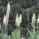 Eremurus: opis i odmiany, sadzenie i pielęgnacja