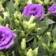 Eustoma na Syberii: odpowiednie gatunki, sadzenie i pielęgnacja