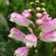 Fizostegia: opis, odmiany, sadzenie i pielęgnacja