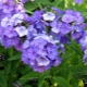 Phlox Blue Paradise: opis, sadzenie, pielęgnacja i rozmnażanie