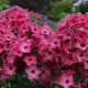 Phlox paniculata Opowieści uralskie: opis i wskazówki dotyczące uprawy