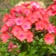 Perfekcja Phlox Orange: opis, zalecenia dotyczące uprawy i rozmnażania