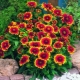 Gaillardia kolczasty Arizona san: opis i tajemnice uprawy