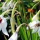 Gladiolus Muriel: opis, sadzenie i pielęgnacja