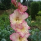 Gladiolus Priscilla: opis, sadzenie i pielęgnacja