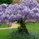 Wisteria chińska: opis, sadzenie i pielęgnacja