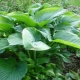 Hosta Empress Wu: opis, lądowanie i opieka