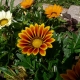 Jak wyhodować gatsania (gazania) z nasion?